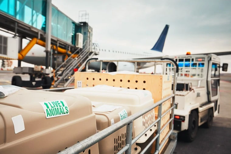 Logistique Transport Animaux